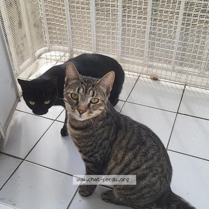 Photo 1/1 Chat retrouvé Perdu à Paris