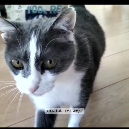 Photo de chat perdu à Saint Pierre Des Corps