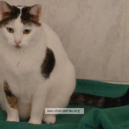 Photo 1/1 Chat retrouvé Perdu à Waldighofen
