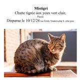 Photo de chat perdu à Flemalle