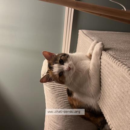 Photo de chat perdu à Nanterre