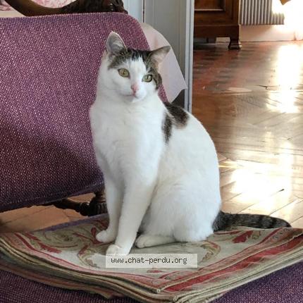 Photo 1/1 Chat retrouvé Perdu à Charnay Les Macon