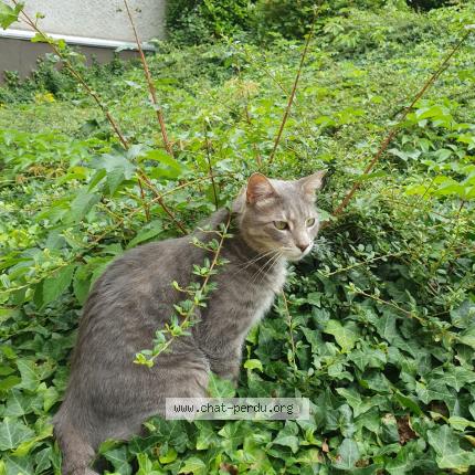 Photo 1/1 Chat retrouvé Perdu à Lyon