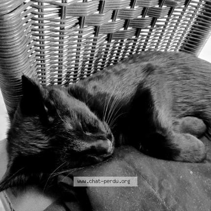 Photo de chat perdu à Montfort Sur Meu