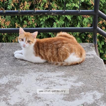 Photo 1/1 Chat retrouvé Perdu à Thiel Sur Acolin