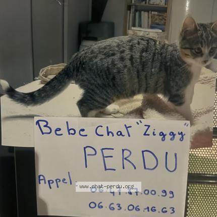 Photo 1/1 Chat retrouvé Perdu à Crolles