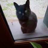 Photo de chat perdu à Rouge