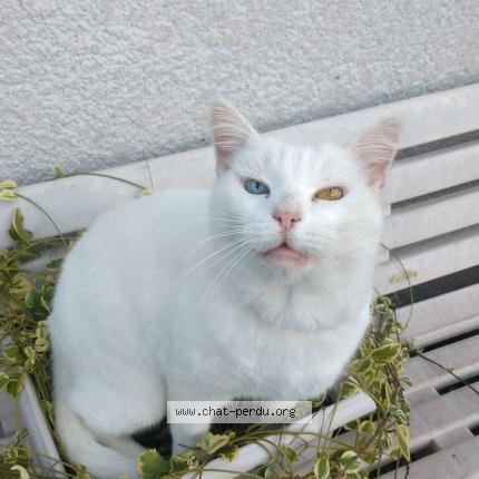 Photo 1/1 Bisou Chat perdu à Saint just saint rambert