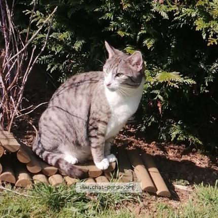 Photo 1/1 NÉO Chat perdu à Briey