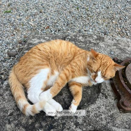 Photo de chat perdu à Angers