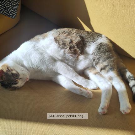 Photo de chat perdu à Voiron