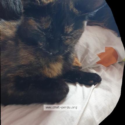 Photo de chat perdu à Estrees Saint Denis