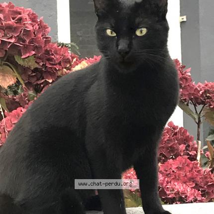 Photo de chat perdu à Saint Brieuc