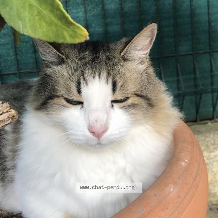 Photo de chat perdu à St Just