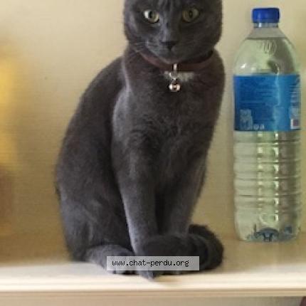 Photo 1/1 Chat retrouvé Perdu à Issy Les Moulineaux
