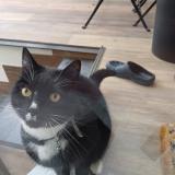 Photo de chat trouvé à Uccle