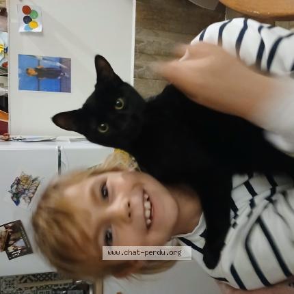 Photo de chat perdu à St Etienne Des Sorts