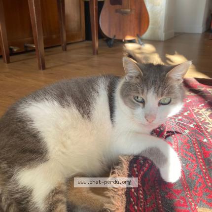 Photo de chat perdu à St Georges D Orques