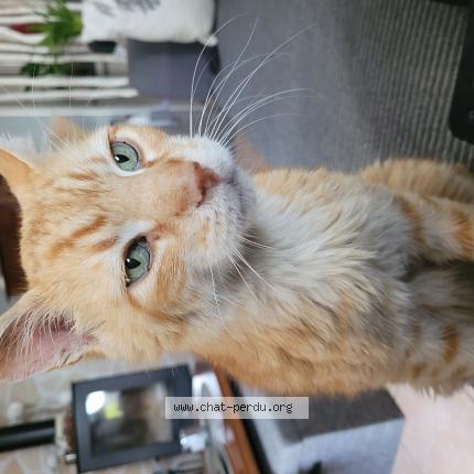 Photo 1/1 NOUGAT Chat perdu à Saint sauveur d aunis