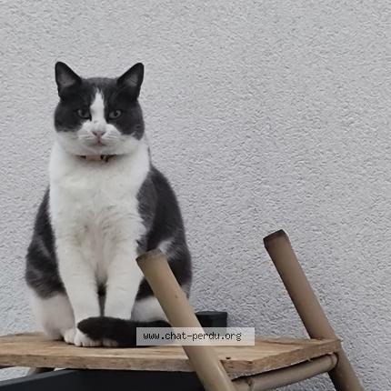 Photo de chat perdu à Durrenbach