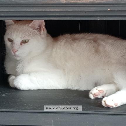 Photo de chat perdu à Garches