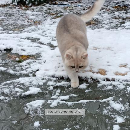 Photo 1/1 Urwis Chat perdu à Obernai