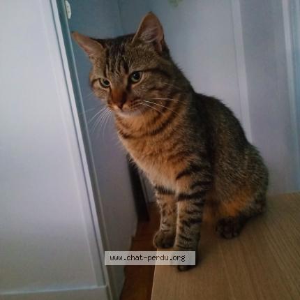 Photo de chat perdu à Montlouis Sur Loire