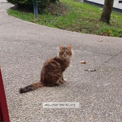 Photo 1/3 Chat retrouvé Trouvé à Provins