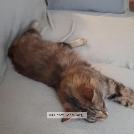 Photo 2/3 Chat retrouvé Trouvé à Provins