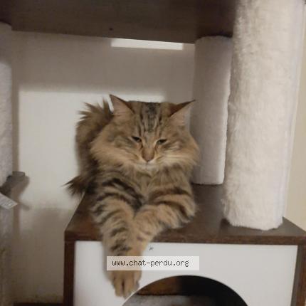 Photo 3/3 Chat retrouvé Trouvé à Provins