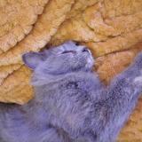 Photo de chat perdu à La Milesse