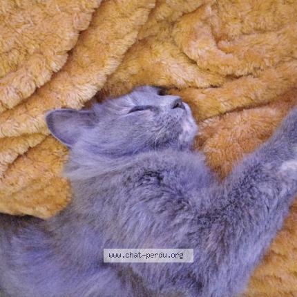 Photo 1/1 Chat retrouvé Perdu à La milesse