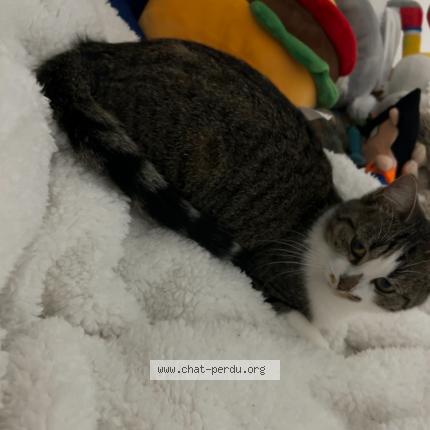 Photo de chat perdu à Pantin