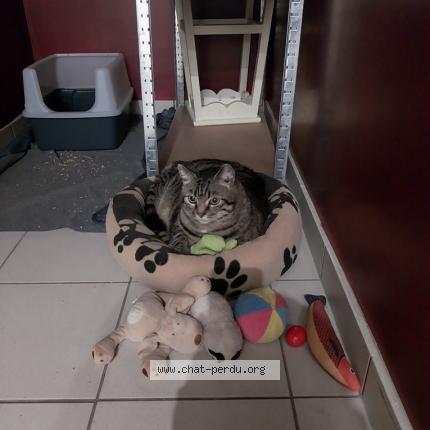 Photo de chat perdu à Dinsheim Sur Bruche