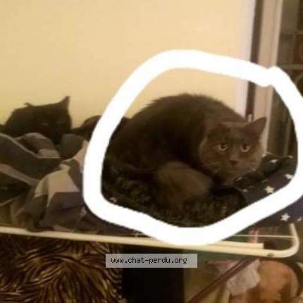 Photo 1/1 Grisou Chat perdu à Valreas