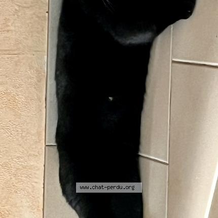 Photo 1/1 Loulou Chat perdu à Chevilly larue