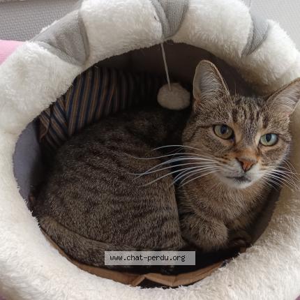 Photo de chat perdu à Joigny