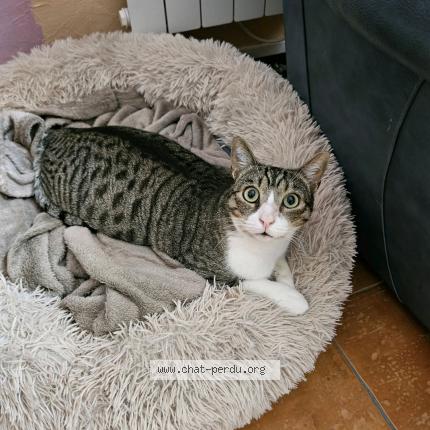Photo de chat perdu à Saint Marcel Sur Aude