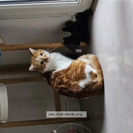 Photo de chat perdu à Villeurbanne