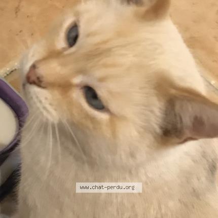 Photo 1/1 Little Chat perdu à Creissan