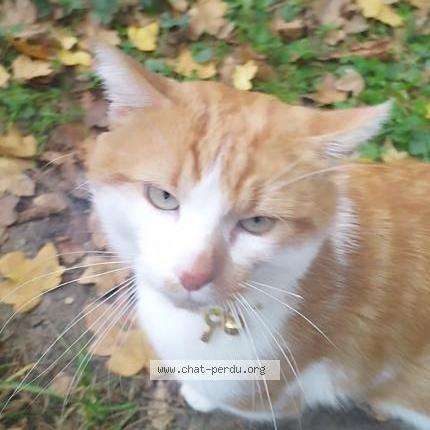 Photo 1/5 Chat retrouvé Perdu à Saint Etienne