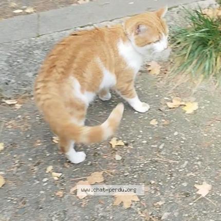 Photo 2/5 Chat retrouvé Perdu à Saint Etienne