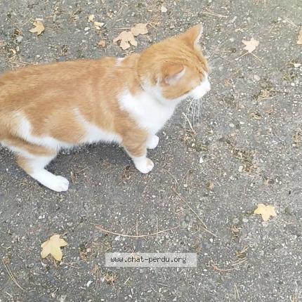 Photo 3/5 Chat retrouvé Perdu à Saint Etienne