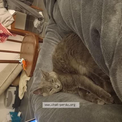 Photo de chat perdu à Roubaix