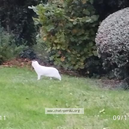 Photo 1/1 Chat retrouvé Perdu à Wissous