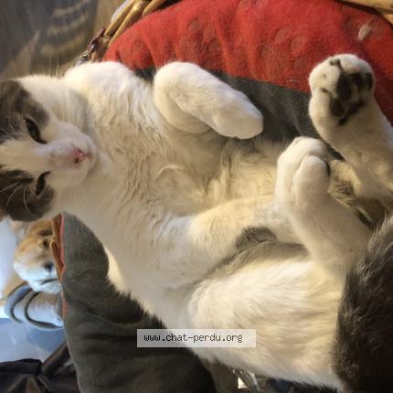 Photo de chat perdu à Balleroy Sur Drome
