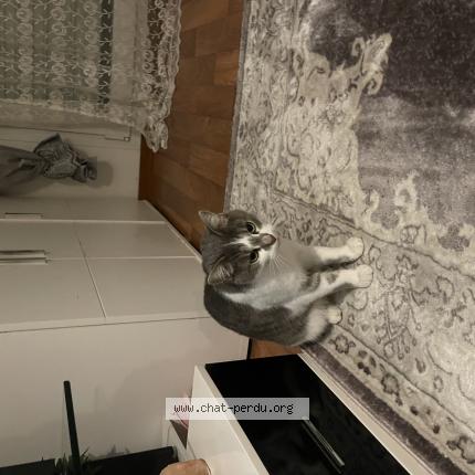 Photo de chat trouvé à Ostwald