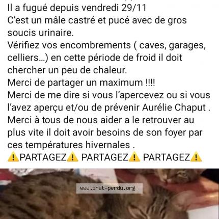 Photo 1/1 Loustick Chat perdu à Parent