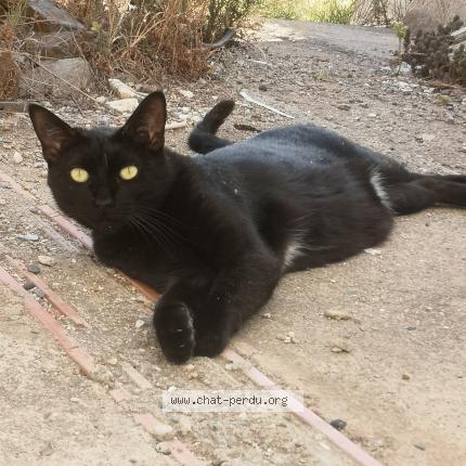 Photo de chat perdu à Saint Jean Lasseille