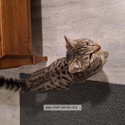 Photo de chat trouvé à Chantepie